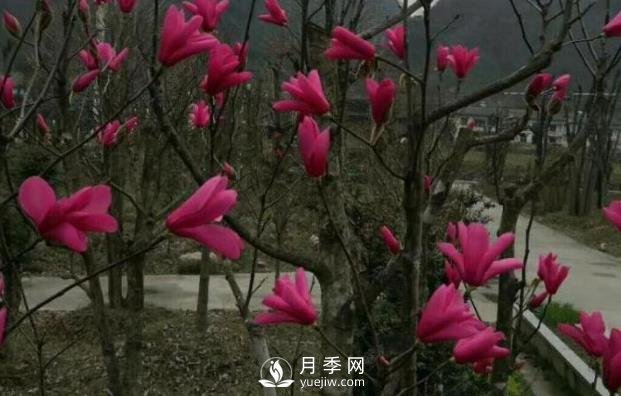 江蘇紅花玉蘭引種與栽培技術(shù)(圖1)