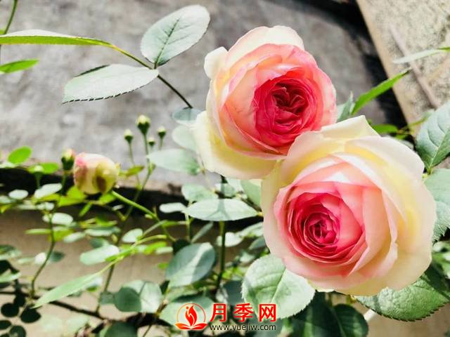 養(yǎng)護(hù)月季花這么做，來年繁茂又漂亮！(圖1)