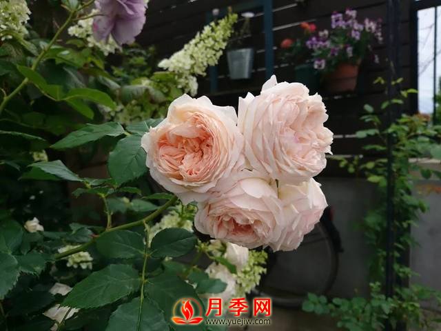 養(yǎng)護(hù)月季花這么做，來年繁茂又漂亮！(圖2)