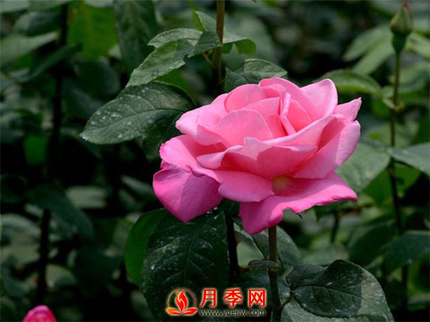 月季花如何修剪？你心里還沒(méi)有點(diǎn)數(shù)嗎？(圖1)