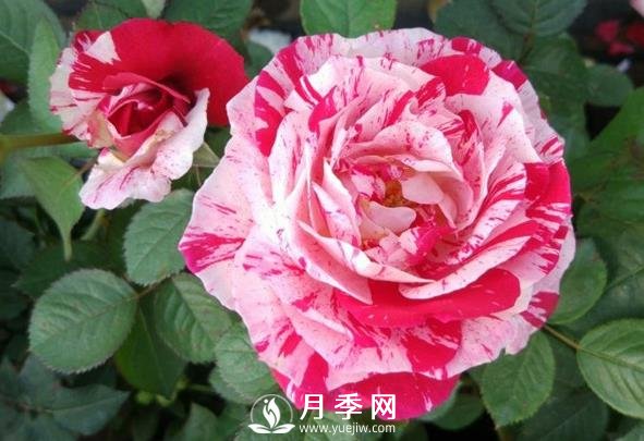 節(jié)日禮花月季，灌木月季推薦(圖1)