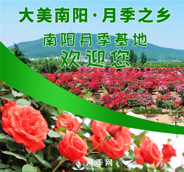 讓南陽(yáng)月季花香飄神州大地(圖1)