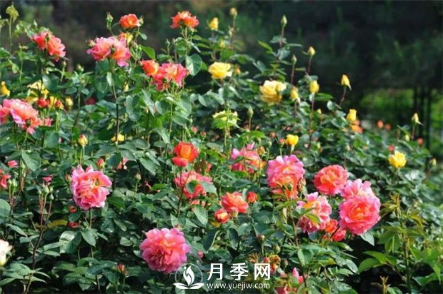 撒上2把糞肥，月季夏花開得超旺(圖1)