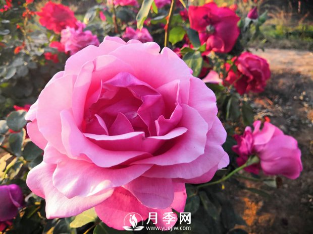 月季花葉黃怎么辦？有什么解決辦法(圖1)