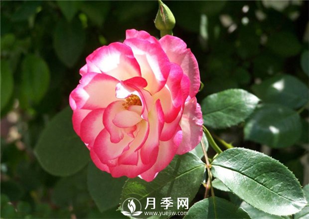 盆栽的月季花，什么情況下需要重剪？(圖1)