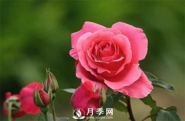 月季夏天養(yǎng)護(hù)管理的6“怕”和6“忌”(圖1)