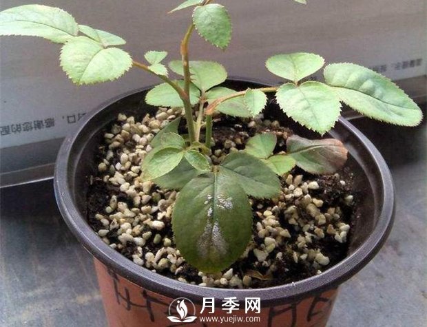 月季花苗怎樣栽種：從選品入手到植株處理(圖1)