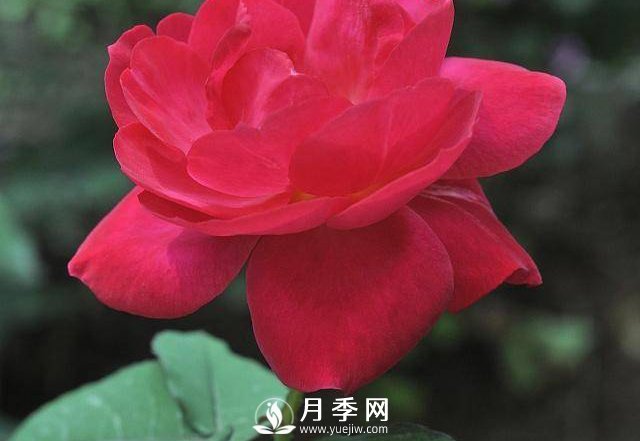 自己動手學(xué)月季花剪枝，一步一步修，新手也能做得好(圖3)