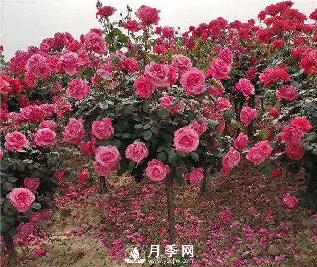 月季一般用什么樣的花盆種植比較好？(圖1)