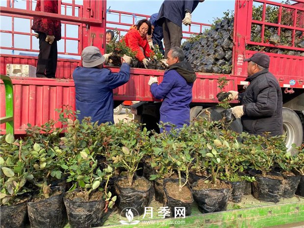 月季種上沒開花，卻一直黃葉，這是怎么回事呢？(圖1)