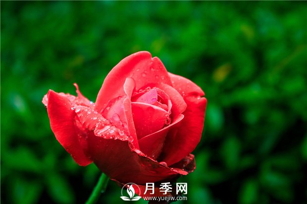 影響月季開(kāi)花的人為因素分析(圖1)