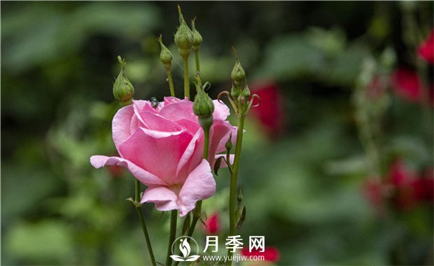 薔薇和月季如果想休眠？要如何管理？(圖1)