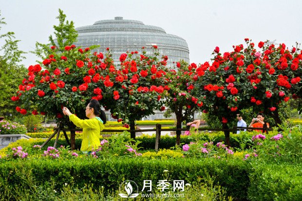 月季花苞到開花要多久？你知道什么因素決定的嗎(圖1)