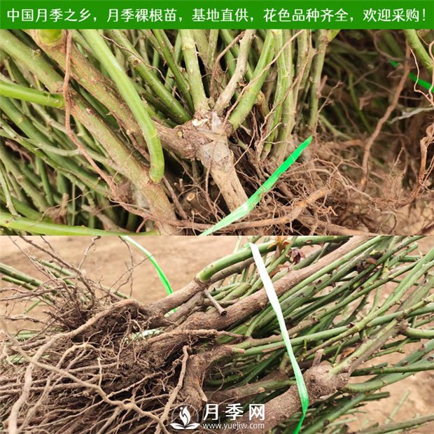 盆栽月季裸根苗種植指南(圖1)