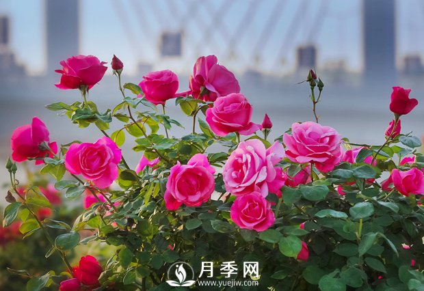 月季花樣艷麗，花形大氣美觀(圖1)