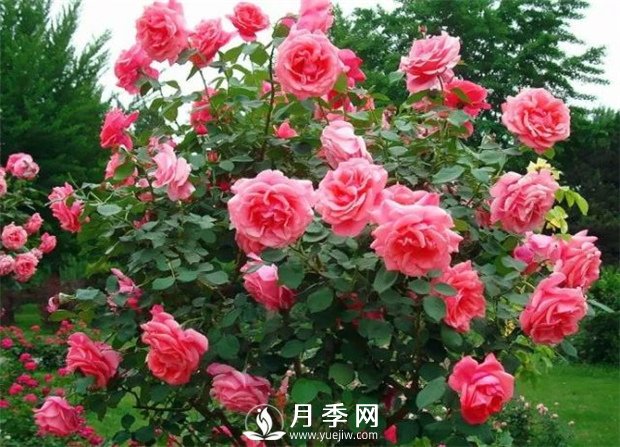 九月你就要這樣養(yǎng)護月季花(圖1)