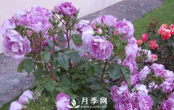 網(wǎng)紅花藍(lán)色妖姬和藍(lán)玫瑰一樣嗎？ 你更喜歡哪一個(gè)呢？(圖1)