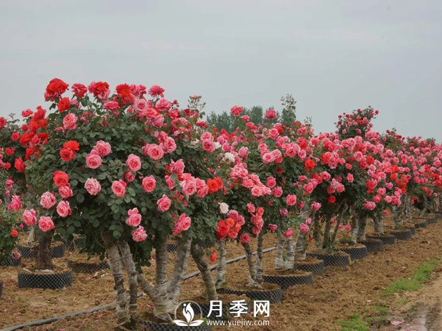 一般月季是在幾月開花？月月紅咋來的？(圖1)