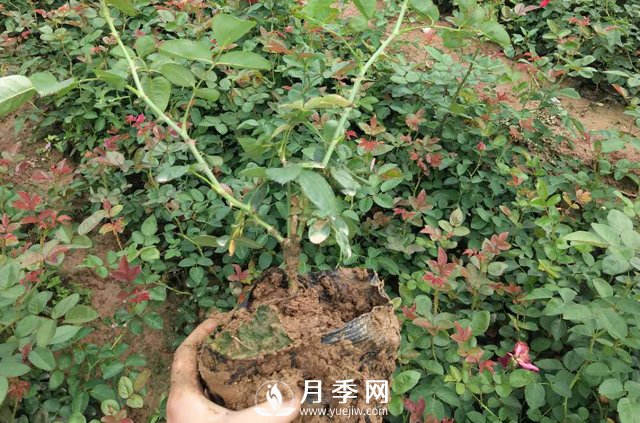 這些盆栽月季花苗都搶瘋了 買營養(yǎng)缽月季要快(圖1)