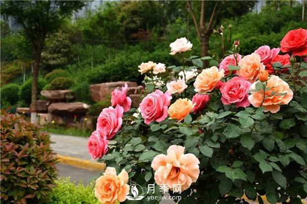 月季花怎么栽培和養(yǎng)護？全面的養(yǎng)殖方法交給你(圖2)