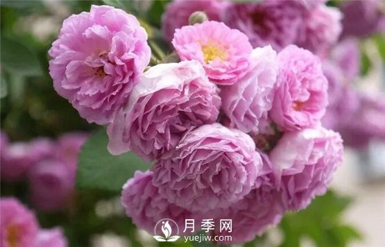 看到這些好看的藤本月季花圖片 我已經(jīng)中毒(圖3)