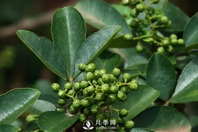 2020年花椒產(chǎn)業(yè)現(xiàn)狀，2021年面對當(dāng)前的困境該怎么做？(圖3)