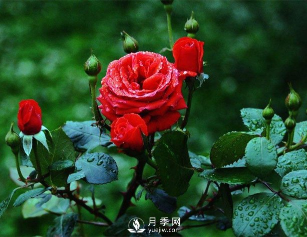 洛陽夏季養(yǎng)藤本月季的技巧，花友快來看看吧(圖1)