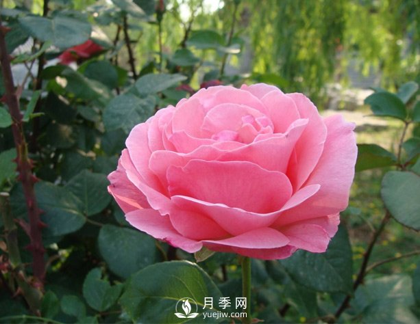 月季有時出現(xiàn)盲芽？怎樣做會促進開花呢(圖1)