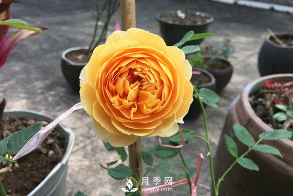 盆栽月季樹養(yǎng)植常見問題有哪些？(圖1)