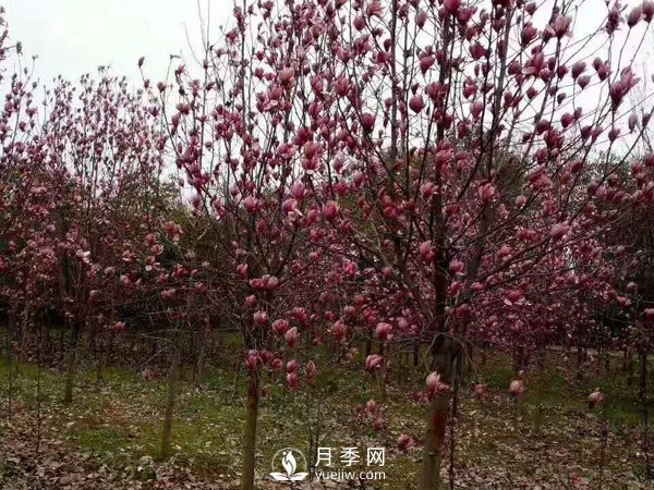 為什么要對紅玉蘭樹等景觀種植進行修剪？(圖1)