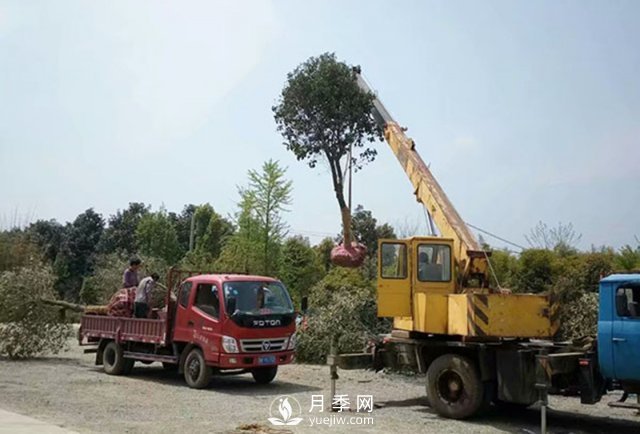 大規(guī)格苗木裝運技巧，移植技術(shù)有哪些技巧？(圖2)