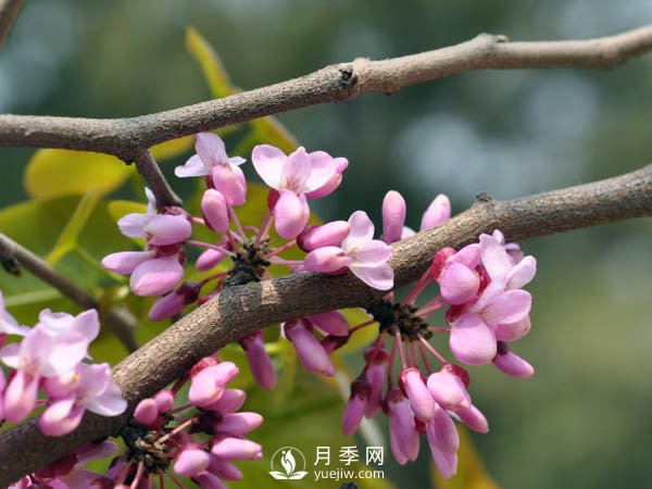 為何巨紫荊價(jià)格不菲，銷(xiāo)量卻很樂(lè)觀？(圖1)