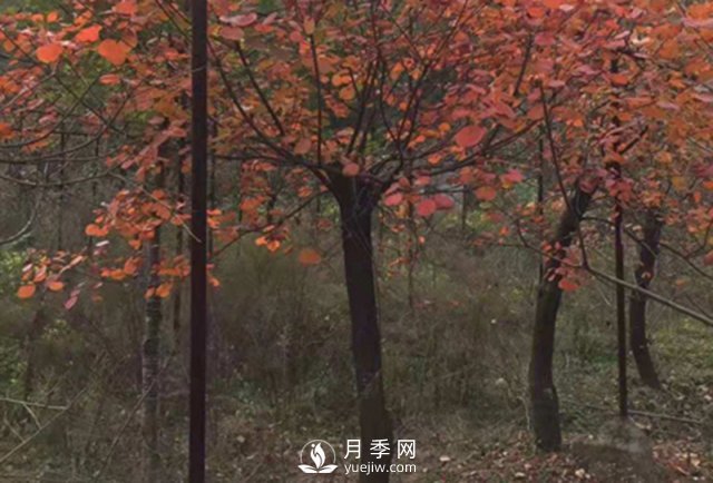 紅葉石楠的移栽準備繁殖及病蟲害防治栽培(圖1)