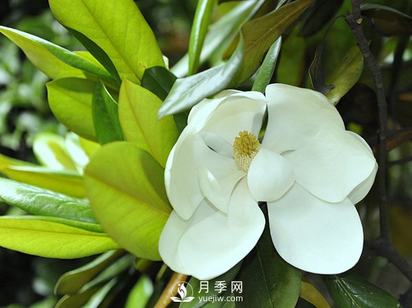 如何區(qū)分廣玉蘭、白玉蘭和二喬玉蘭？(圖1)