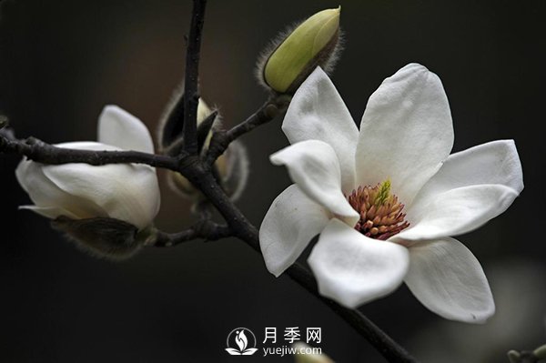 如何區(qū)分廣玉蘭、白玉蘭和二喬玉蘭？(圖2)