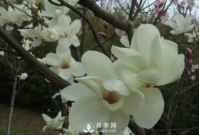 怎樣能使白玉蘭如期開(kāi)花？(圖1)