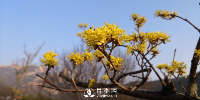 河南山茱萸有沒有成為園林常用苗的實力？(圖1)