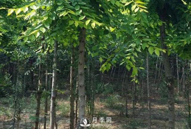 白玉蘭樹的種植方法(圖1)