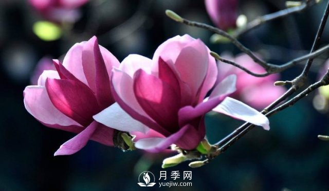 如何繁殖栽培紅玉蘭？(圖1)