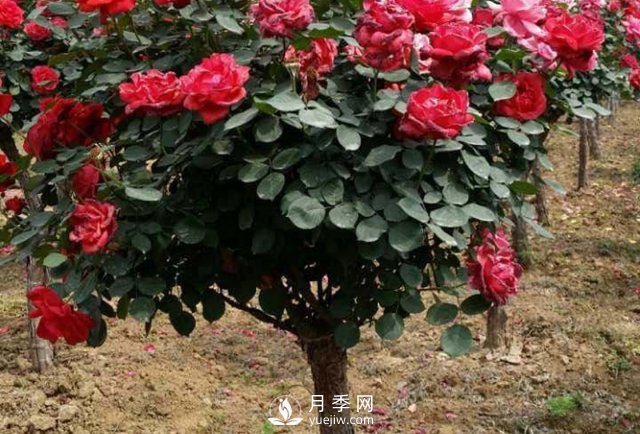 南陽(yáng)月季種植的條件主要有哪些？(圖1)