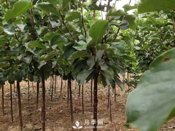 巨紫荊種子播種方法種子怎樣種植才***好呢？(圖1)