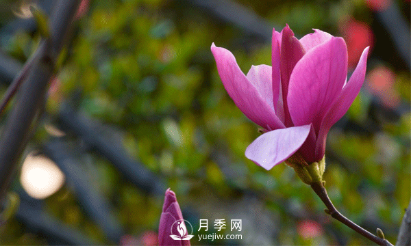 南陽(yáng)苗木基地殖玉蘭花注意什么？什么時(shí)候開(kāi)花呢？(圖1)