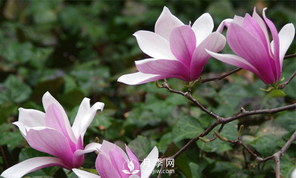 紅玉蘭的樹(shù)種植養(yǎng)護(hù)方法是什么呢？(圖1)