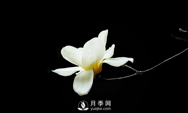 種植白玉蘭樹(shù)要如何繁殖育苗？(圖1)