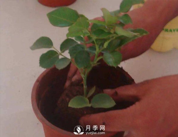 盆栽種植樹(shù)狀月季要怎樣選擇花盆和盆土？(圖1)