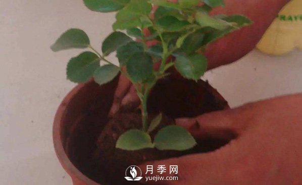 月季之鄉(xiāng)種植基地的月季裸根苗怎么種才能長得好?(圖1)