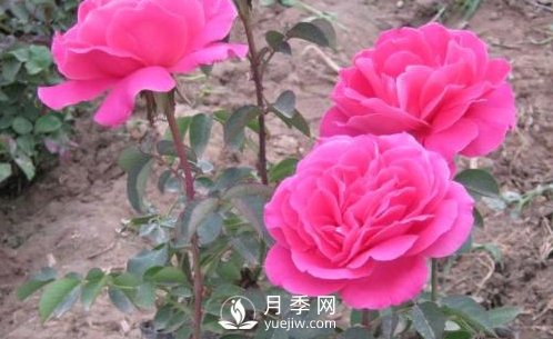 南陽(yáng)月季種植對(duì)溫度土壤的要求有什么？(圖1)