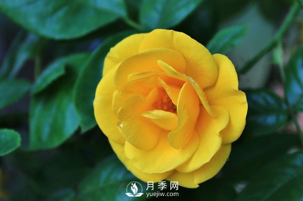 怎樣能使南陽盆栽月季花期長、開大花？(圖1)