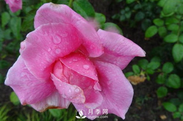 南陽(yáng)月季花想長(zhǎng)得好看，要學(xué)會(huì)的小技巧(圖1)