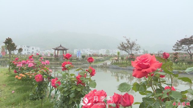 湖北通城：月季賞花經(jīng)濟打造美麗鄉(xiāng)村新面貌(圖2)